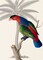 Palm/Lory Parrot Poster Print by Ehret-De Bevere - Item # VARPDXGDB03PB07